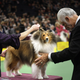Image for article titled Elegant Updos and Classy Coats at the Westminster Dog Show